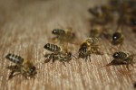 Wackernheimer Bienen