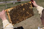 Eine voll verdeckelte Brutwabe mit ansitzenden Bienen.
