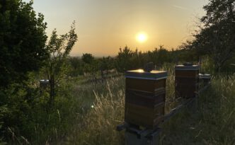 Sonnenaufgang am Bienenstand