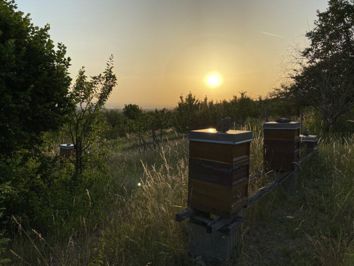 Sonnenaufgang am Bienenstand